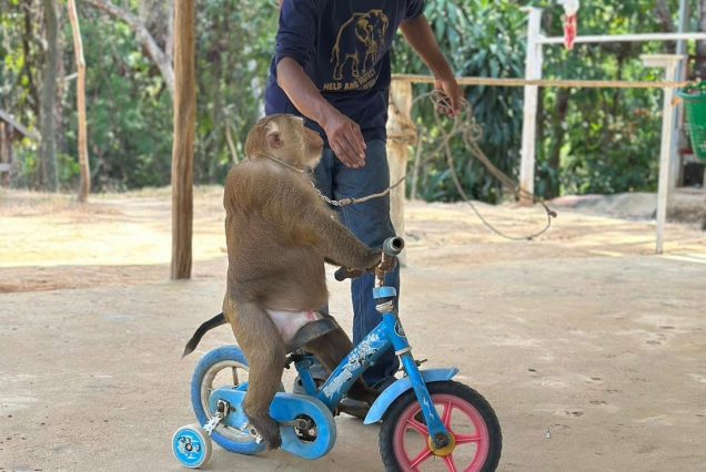 Monkey Show