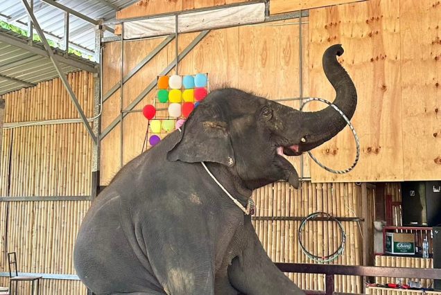 ELEPHANT SHOW