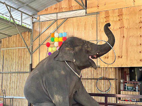 ELEPHANT SHOW