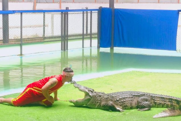 Phuket Crocodile Farm