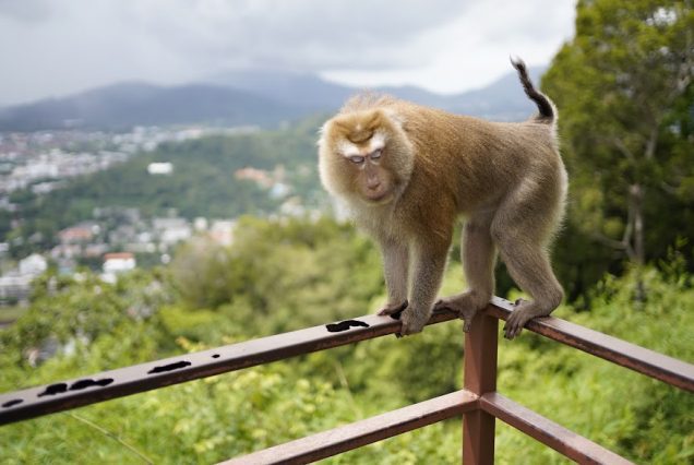 Monkey Hill in Phuket